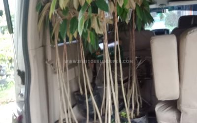Bibit Durian Super ke Purwakarta Jawa Barat