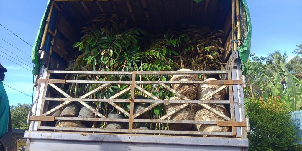 Bibit Durian Super Riau Indradiri hulu Pasir penyu dikirim dari Pusat Bibit Durian Banyumas