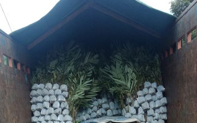 Bibit Durian Super ke Kalimantan Tengah