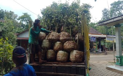 Bibit Durian Unggul ke Jogja