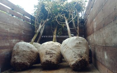 Bibit Durian Super ke Mataram